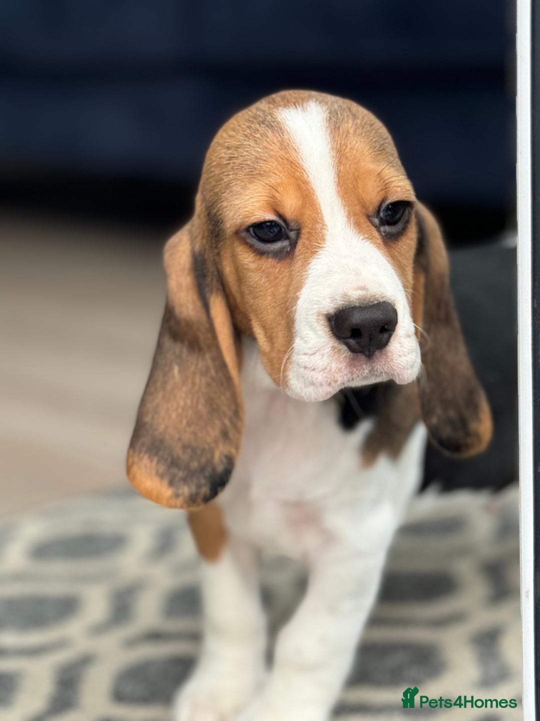 Beagle dogs for sale: STUNNING KC 5GEN TRI COLOUR BEAGLE PUP - Image 12