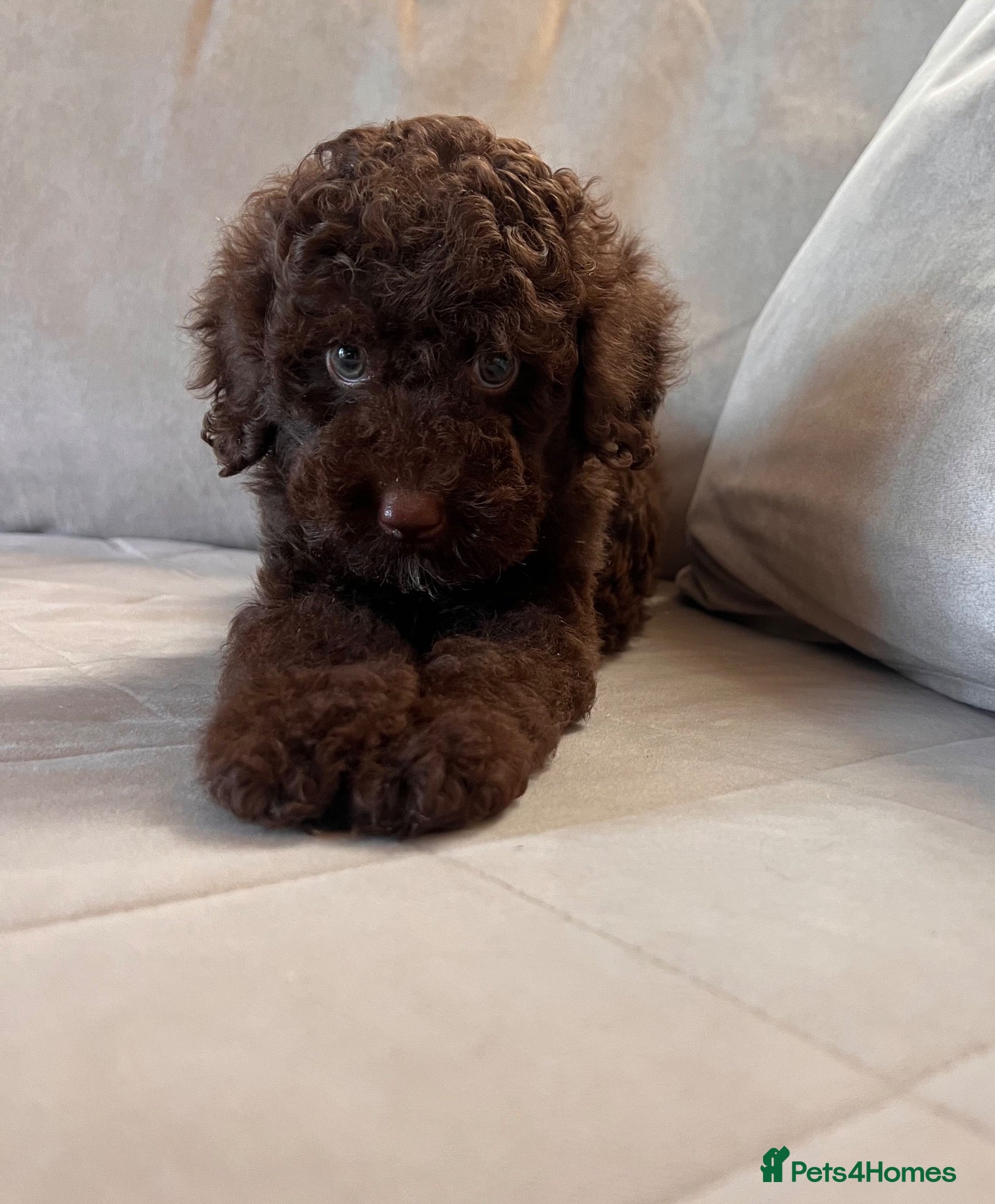 Miniature Poodle dogs ‼️READY NOW‼️ CHOCOLATE MINIATURE POODLE  - Advert 2
