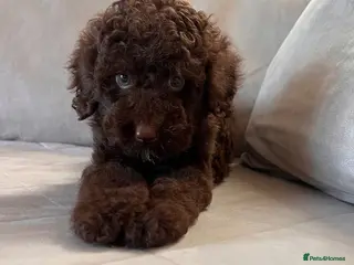 Miniature Poodle dogs ‼️READY NOW‼️ CHOCOLATE MINIATURE POODLE - Advert 2