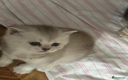 British Shorthair cats for sale: 🥰Beautiful kittens with rare colouring🥰 - Image 1
