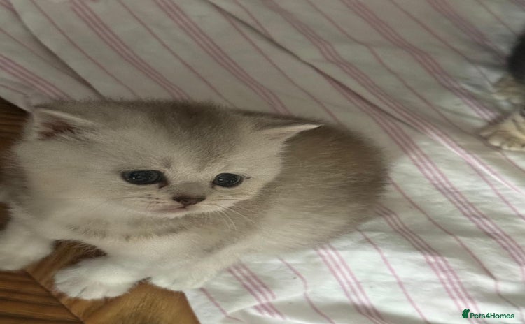British Shorthair cats - Advert 13