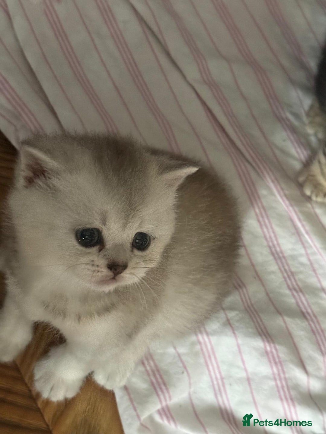 British Shorthair cats for sale: 🥰Beautiful kittens with rare colouring🥰 - Image 1