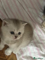 British Shorthair cats - Advert 14