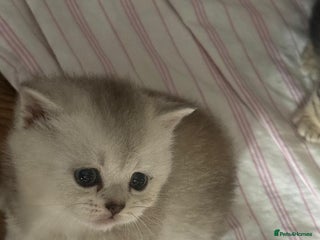 British Shorthair cats - Advert 2
