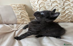 Bengal cats for sale: Purebred Spotted Bengal Kittens Brown Charcoal - Image 17