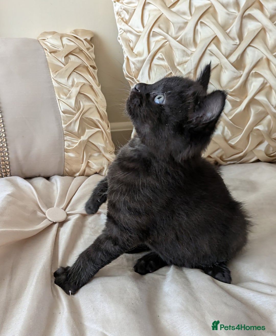 Bengal cats for sale: Purebred Spotted Bengal Kittens Brown Charcoal - Image 17