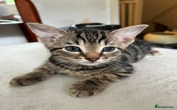 Mixed Breed cats for sale: Beautiful kittens ready for loving new homes.  - Image 25