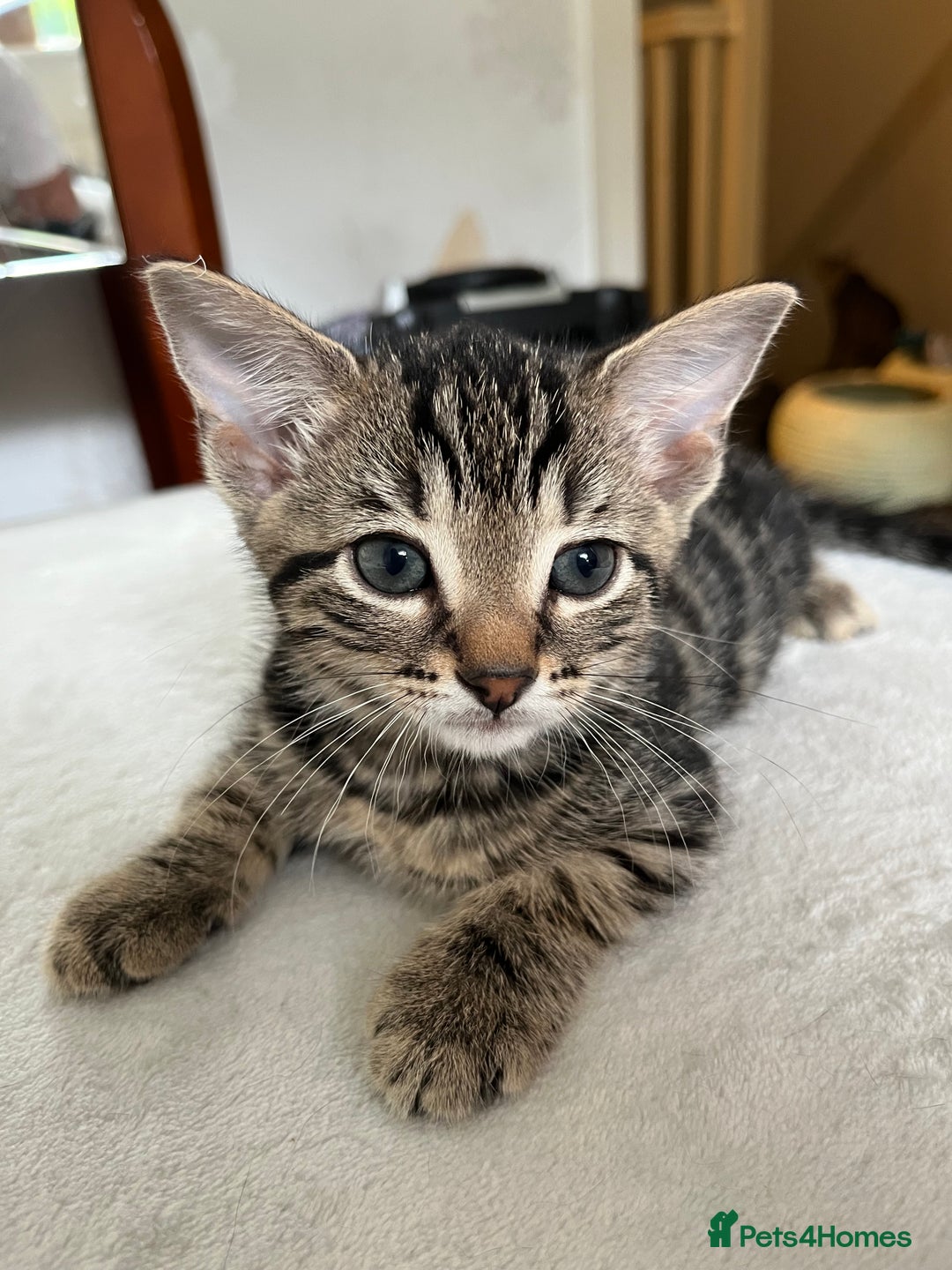 Mixed Breed cats for sale: Beautiful kittens ready for loving new homes.  - Image 25