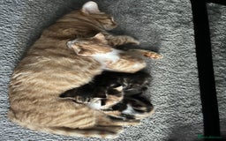 Mixed Breed cats for sale: Mixed kittens ginger calico tabby - Image 1