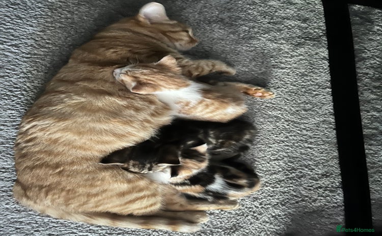 Mixed Breed cats - Advert 10