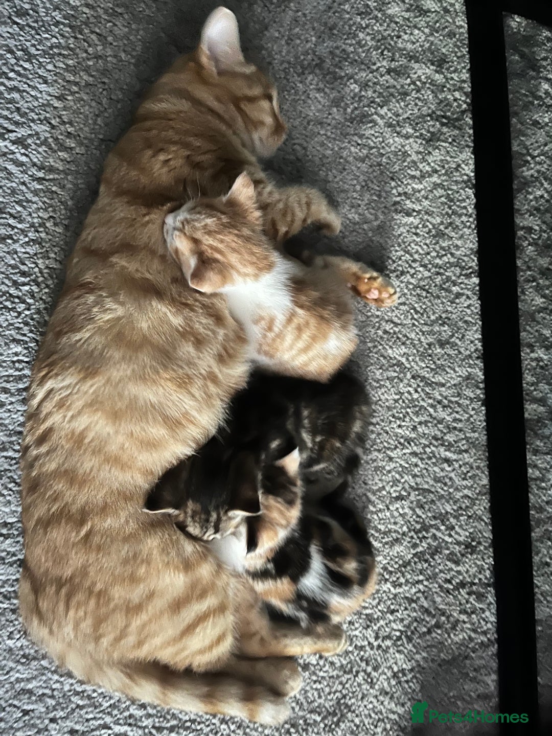 Mixed Breed cats for sale: Mixed kittens ginger calico tabby - Image 1