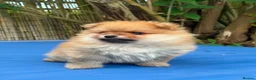 Pomeranian dogs for sale: Beautiful Boy Pomeranian Puppies - Advert 7