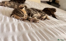 Siamese cats for sale: Lynx point Siamese  - Image 12