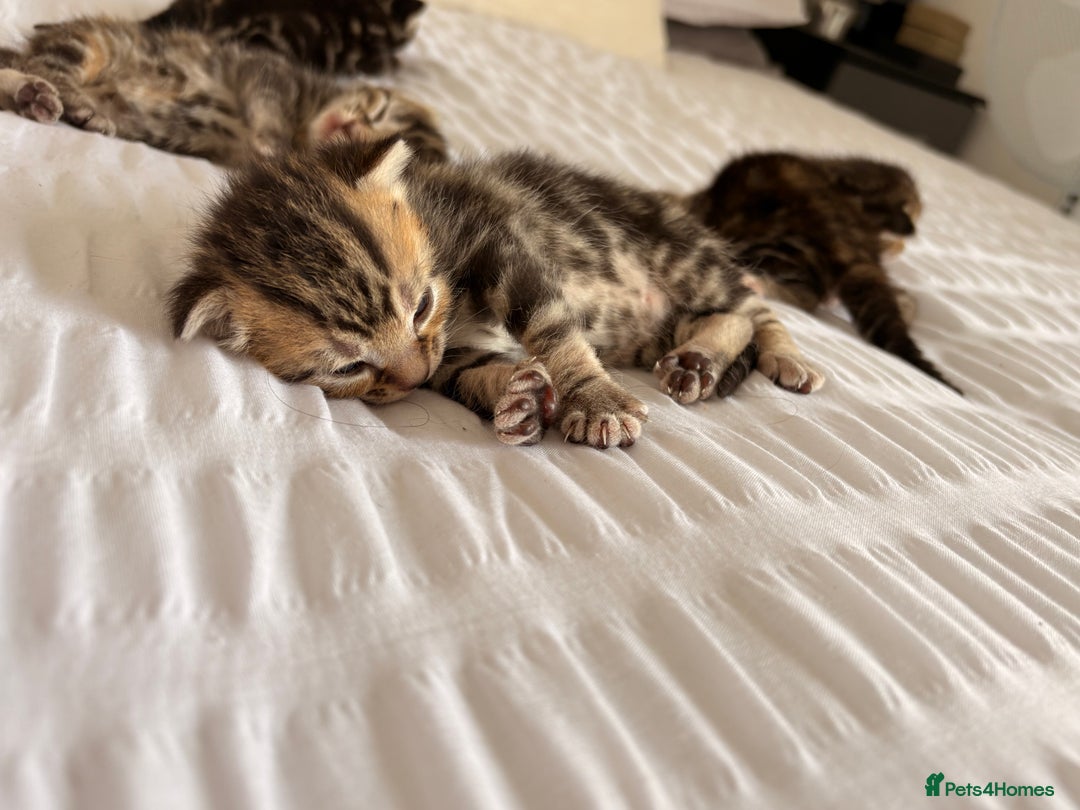 Siamese cats for sale: Lynx point Siamese  - Image 12