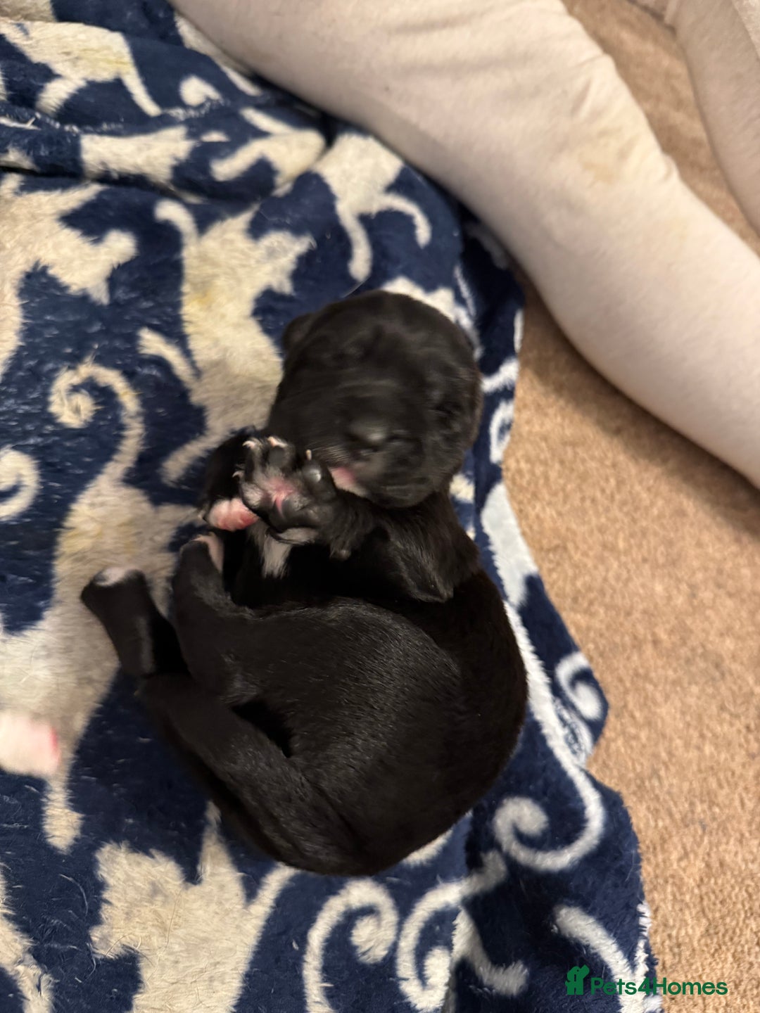 Cockerdor dogs for sale: Cocker spaniel/ Labrador puppies  - Advert 16