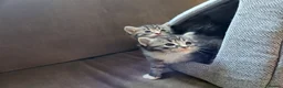 Mixed Breed cats for sale: Five adorable and playful kittens - Advert 8