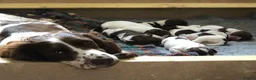 English Springer Spaniel dogs for sale: Springer spaniel pups in Winchester - Advert 3
