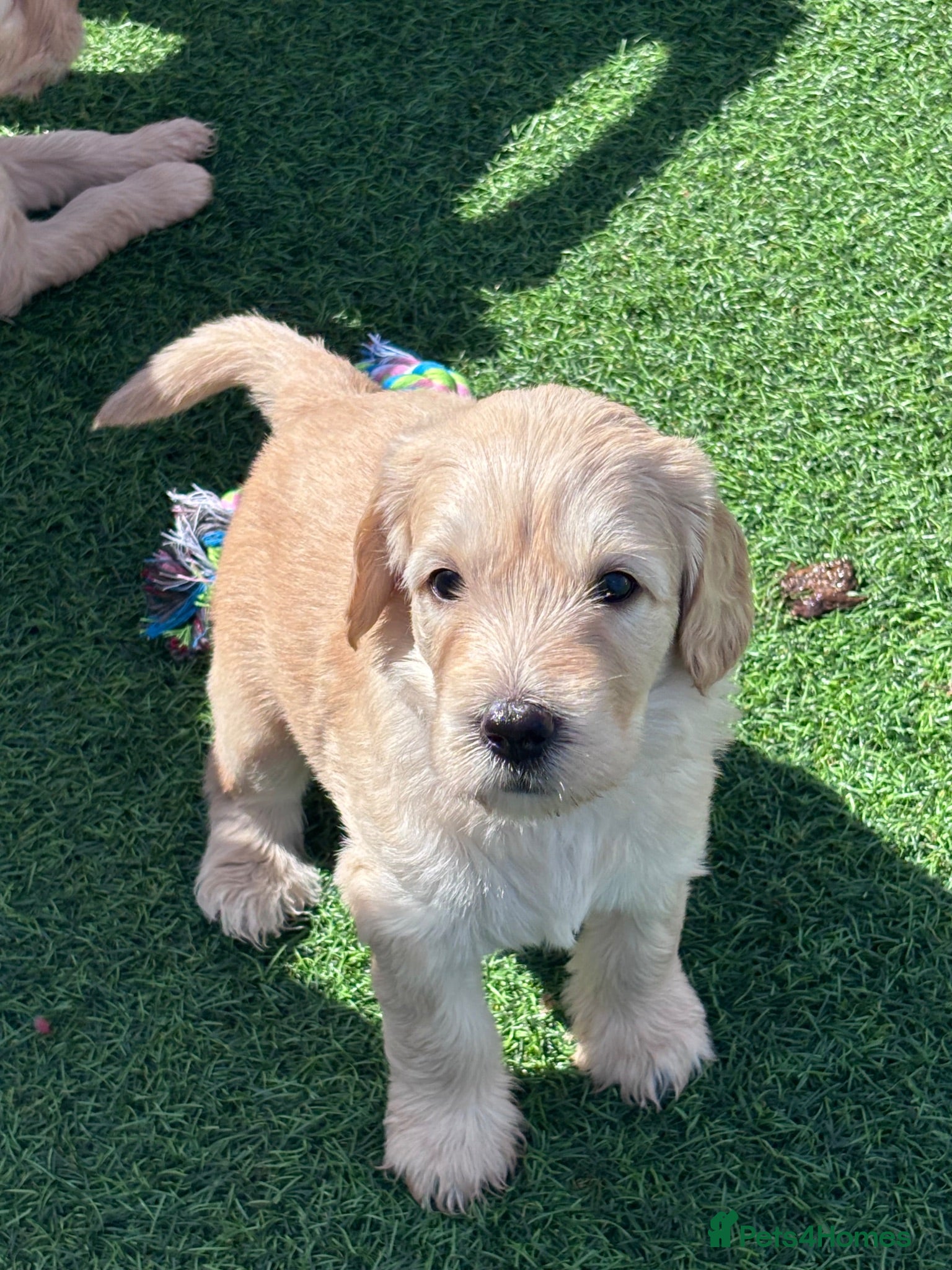 Mixed Breed dogs Gorgeous Ultimate Doodles - Advert 2