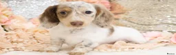 Miniature Dachshund dogs for sale: KC Longhair Miniature Dachshund Puppies - Advert 27