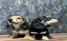 Dachshund dogs for sale: Miniature dachshund puppies  - Image 3