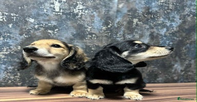 Dachshund dogs - Advert 9
