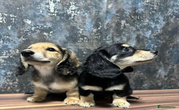 Dachshund dogs - Advert 6