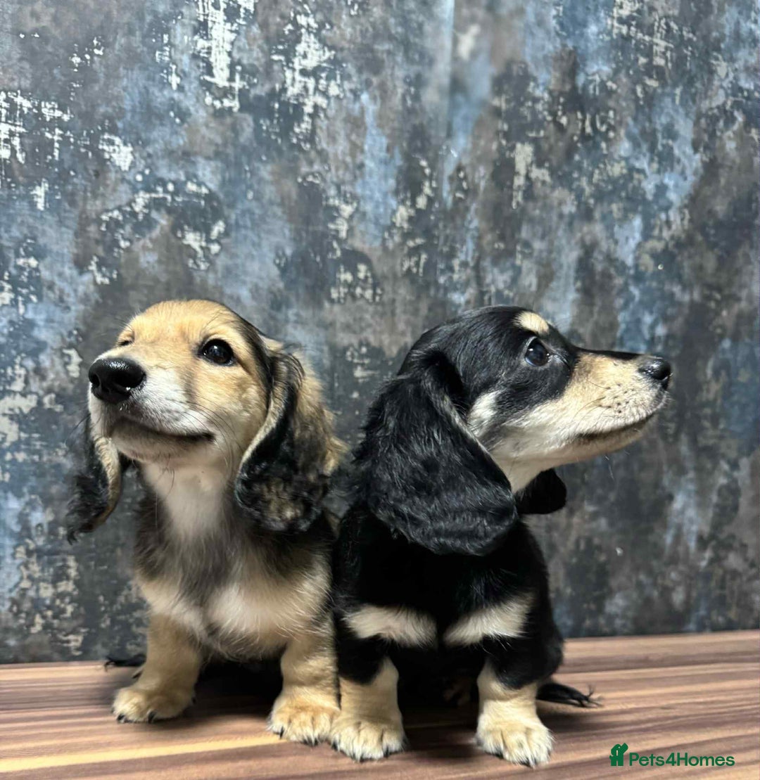 Dachshund dogs for sale: Miniature dachshund puppies  - Image 3