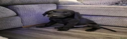 Labrador Retriever dogs for sale: Beautiful Black Labrador - Advert 14