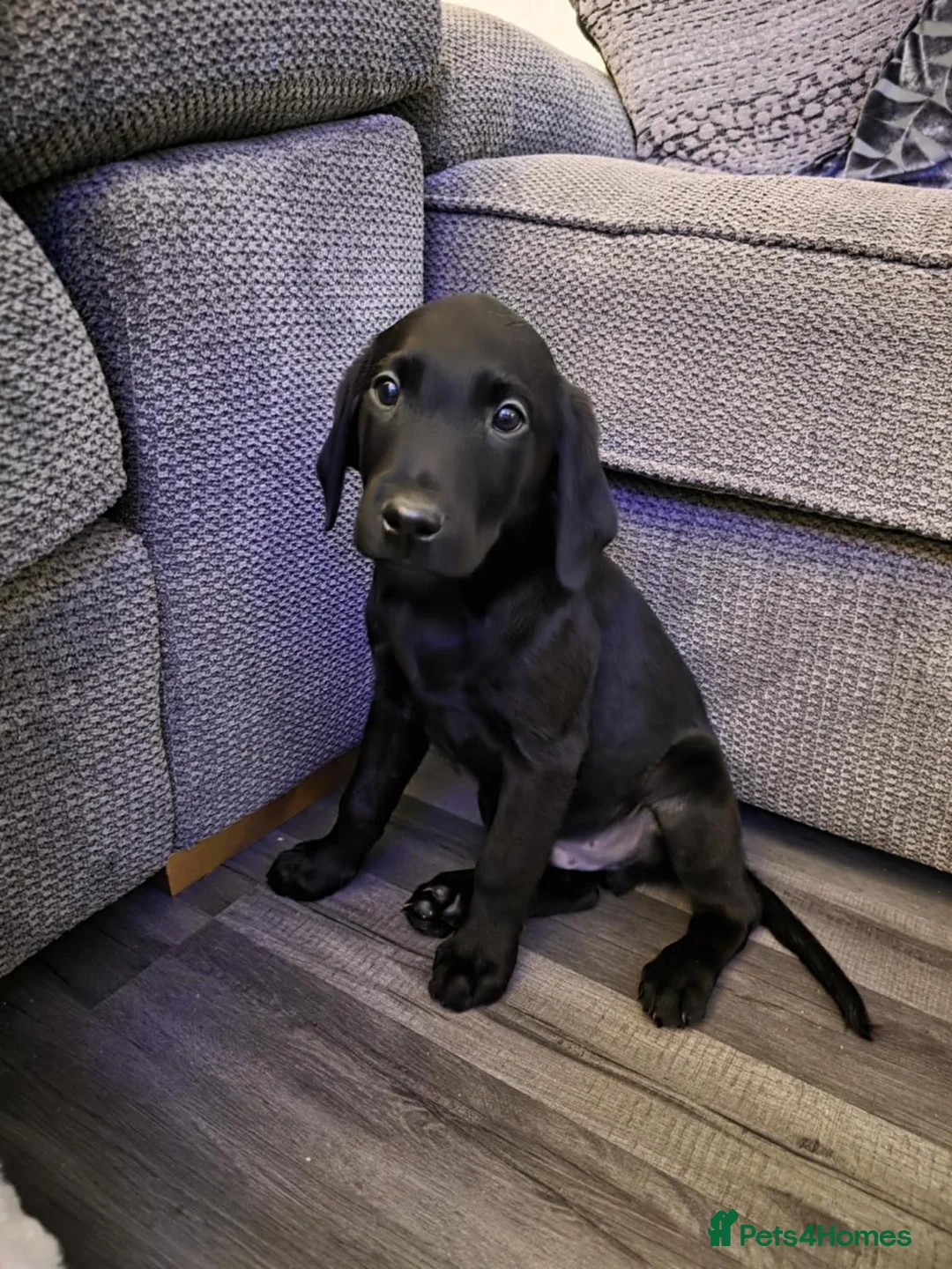 Labrador Retriever dogs for sale: Beautiful Black Labrador - Advert 14