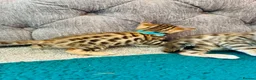 Bengal cats for sale: Amazing Bengal Kittens for sale  - Advert 18