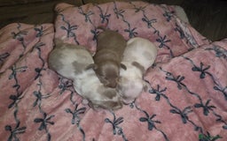 Dachshund dogs for sale: Mini daschund puppies - Image 1