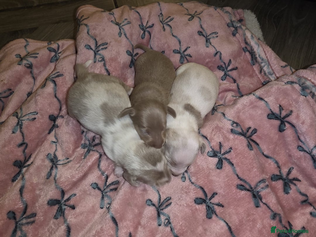 Dachshund dogs for sale: Mini daschund puppies - Image 1