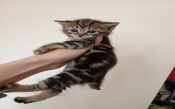 Mixed Breed cats for sale: Bengal Mix Kittens  - Image 4