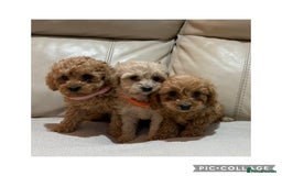 Cavapoo dogs for sale: Stunning F1 red Cavapoo Baby’s  - Image 2