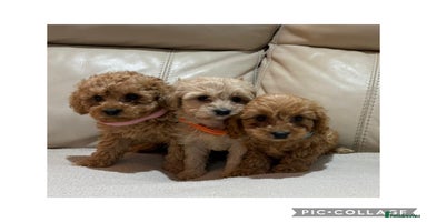 Cavapoo dogs - Advert 5