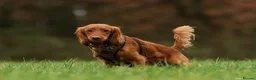 Cockapoo dogs for stud: Male Red Cockapoo Stud in Coventry - Advert 13