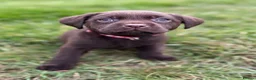 Labrador Retriever dogs for sale: New Arrivals at Westfena 🐾 Labradors  - Advert 5