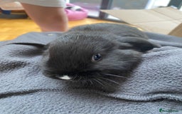 Mini Lop rabbits for sale: Two mini lops for sale - Image 9