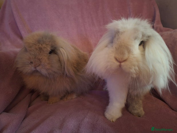 Mini Lion Lop rabbits - Advert 1