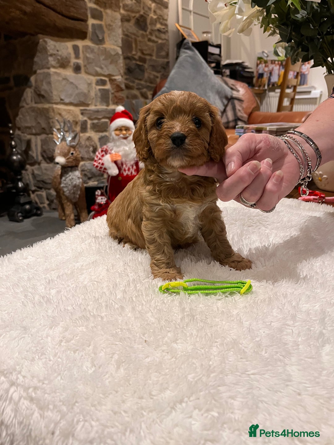 Cavapoo dogs for sale: Gorgeous litter of F1 Cavapoo puppies  - Advert 12
