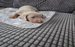 Miniature Dachshund dogs for sale: LOVELY MINIATURE DACHSHUND PUPPIES  - Image 2