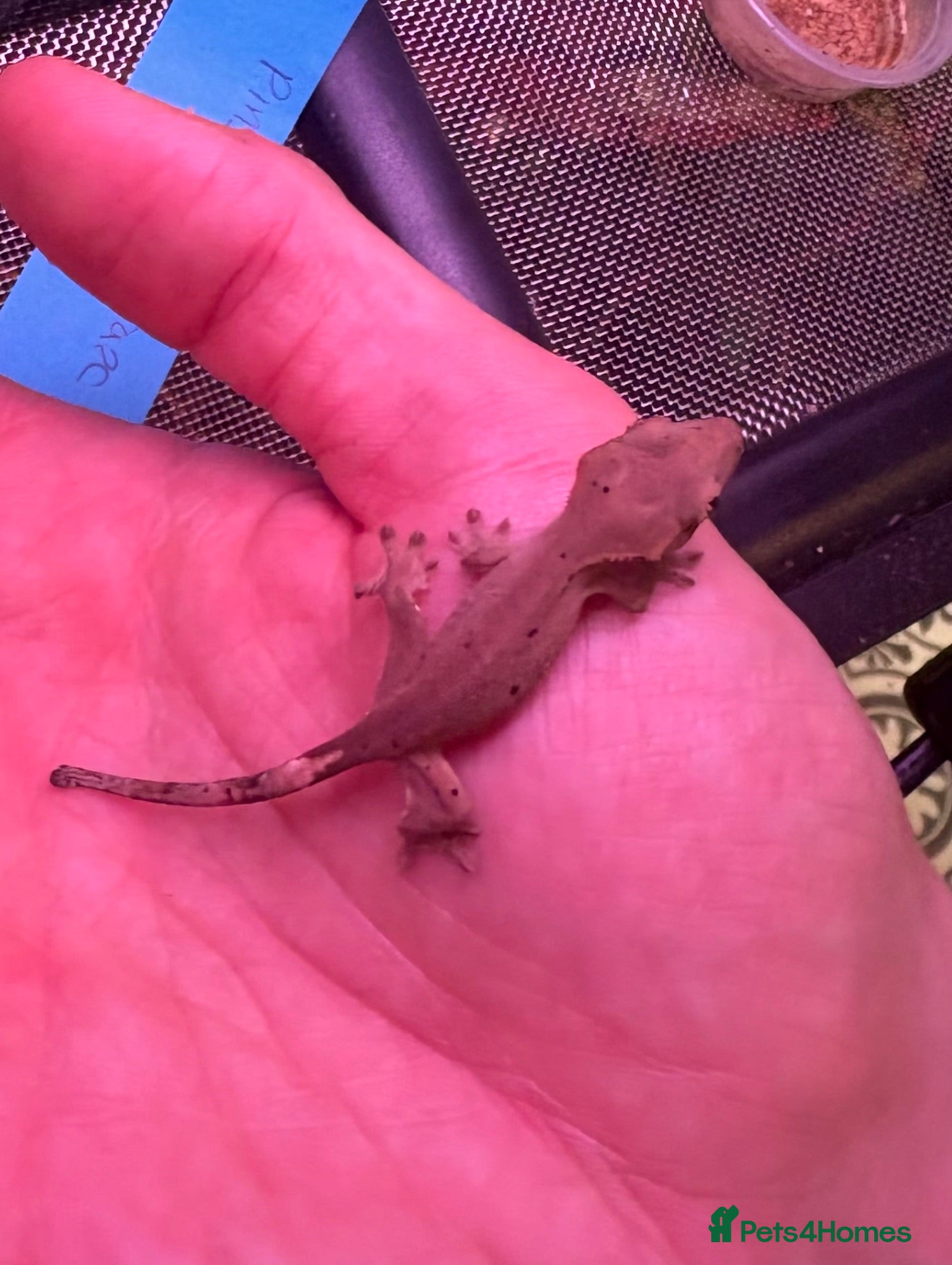 Gecko reptiles Mixed crested gecko babies  - Advert 2