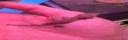 Gecko reptiles for sale: Mixed crested gecko babies  - Advert 2