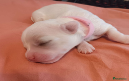 Maltese dogs for sale: 5 Male KC Maltese Puppies - Image 9