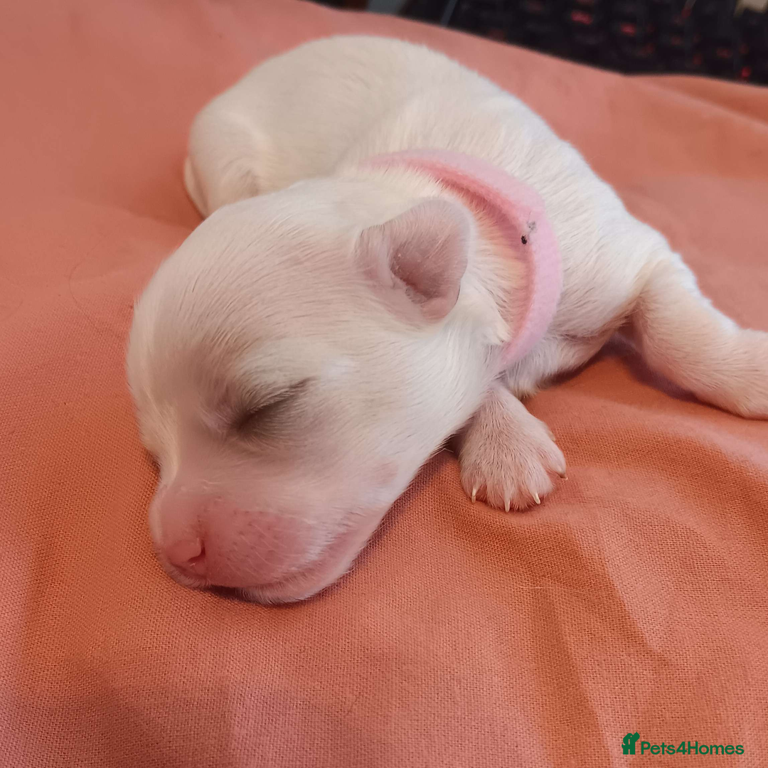 Maltese dogs for sale: 5 Male KC Maltese Puppies - Image 9