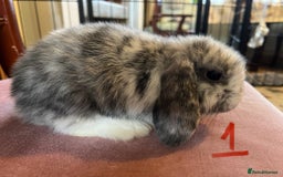 Mini Lop rabbits for sale: A Pair of Stunning Mini Lop Boys - Image 10