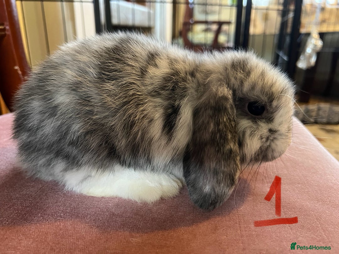 Mini Lop rabbits for sale: A Pair of Stunning Mini Lop Boys - Image 10