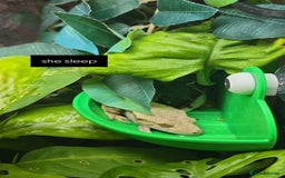 Gecko reptiles for sale: 2x Crested Geckos & Setup (1 male 1 female) - Image 5