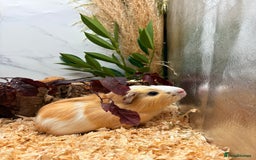 Guinea Pig rodents for sale: 🏡🐹 Multiple pretty Boys available 🐹🏡 - Image 27