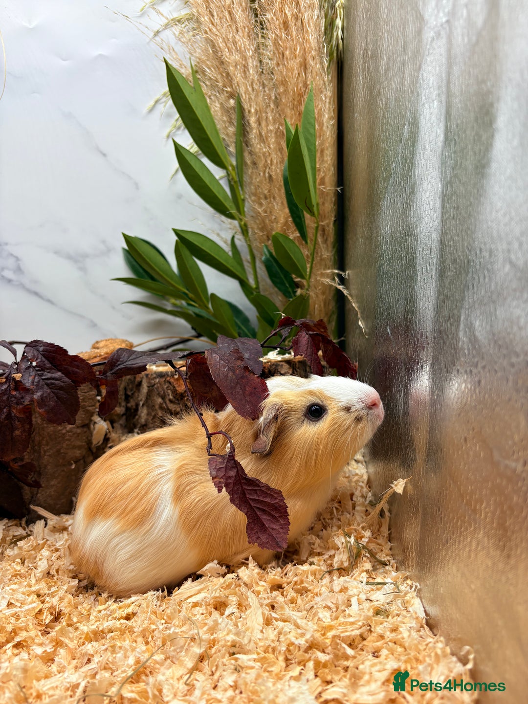 Guinea Pig rodents for sale: 🏡🐹 Multiple pretty Boys available 🐹🏡 - Image 27